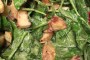Roasted Potato and Spinach Salad